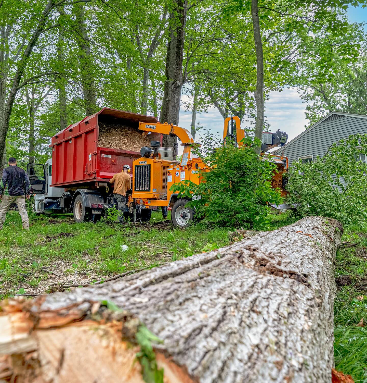 Tree trimming service in Simsbury, CT by USA Tree Experts team using professional equipment